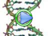 DNA repair video